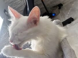 Laila the Turkish angora