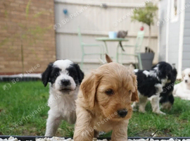 Gorgeous litter of 8 cockapoo puppies