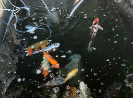 Koi for sale