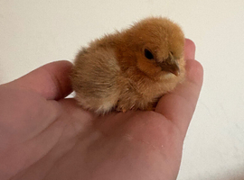 Day old silkie chicks for sale