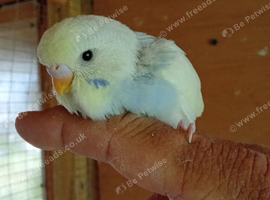 Beautiful baby budgies hand tame
