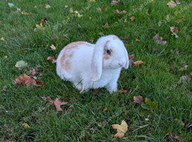 Young male mini lop for sale