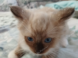 2 Pure Colourpoint  Mitted Ragdoll Kittens.