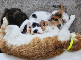 Gorgeous Kittens
