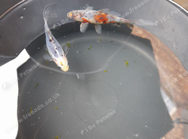 Shubunkin pond fish