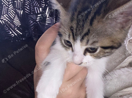 Kitten for rehoming