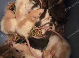 Mix of 35 males.and male