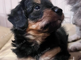 Lassie/Border Collie X Miniature Poodle