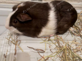 Bonded Father & Son Guinea Pigs &ndash; Must Stay Together