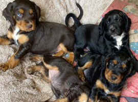 Working Cocker Spaniel Black Boy
