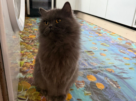Boy British longhair blue