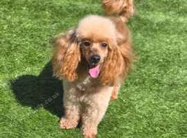 Red/Apricot Toy Poodle