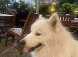 1 year old male Samoyed