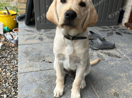 Buddy - Labrador