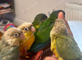 Conure Hand Reared Babies Looking for new perches
