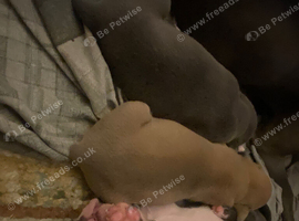 Puppy's available