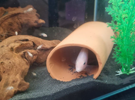 CICHLIDS BABIES