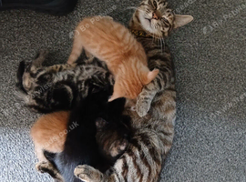 4 adorable kittens