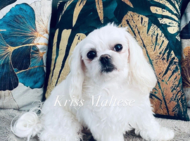 Kc Korean bloodine Maltese boy for  STUD