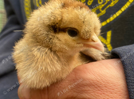 Cream Legbar Chicks Available