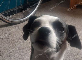 Jack Russell X Patterdale Bitch