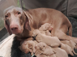 Weimaraner puppies ready to go gunalt lineage