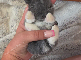 Mini lop bunnies