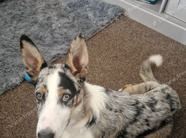 Tri colour Merle Male 6 Months old