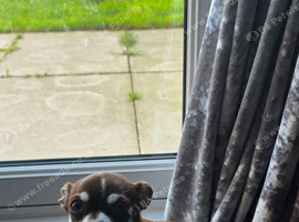 5 year old chihuahua for new home