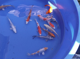 5 to 6 inch Koi High Grade &pound;12