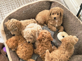 READY TO RESERVE - CAVAPOOCHON LITTER