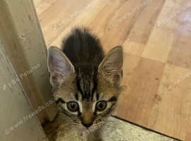 3 beautiful male kittens