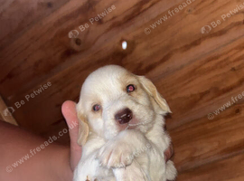 F1 cocker spaniel puppies