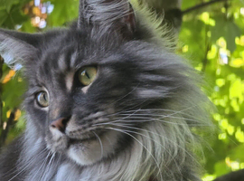 Maine coon