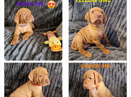 ( READY TO GO )KC hungarian vizsla puppies for sale ( ready to go 13th June)