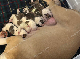 American Bulldog Puppies