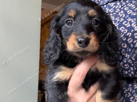 * READY TO GO NOW * KC Reg Miniature long haired dachshund puppies