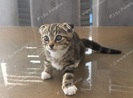 3 ginger kitten and one Scottish fold mix breed