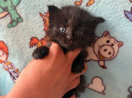 Kittens