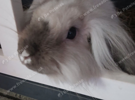 Free rabbit looking for a good home