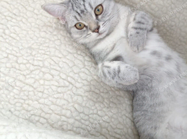 British shorthair kitten