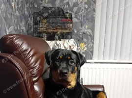 Gentle lovely girl