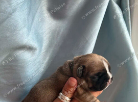 Pedigree French bulldog puppies.