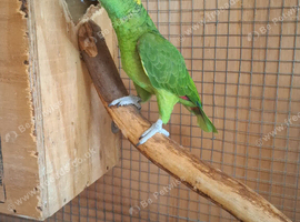 Proven yellow naped amazons