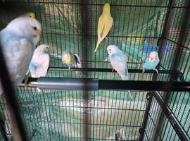 Baby Budgies for sale