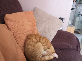 Orange cat