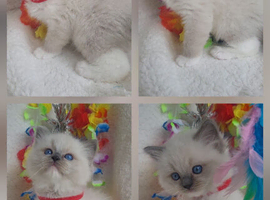 GCCF blue mitted ragdoll boys