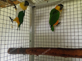 Black headed caique