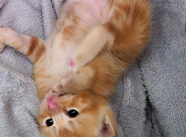 Beautiful kittens