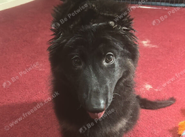 Beautiful Black and Tan female German shepherd